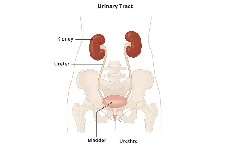 female-urinary-system-royalty-free-image-665626734-15568306411