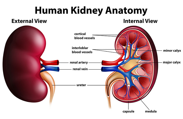 human-kidney-anatomy