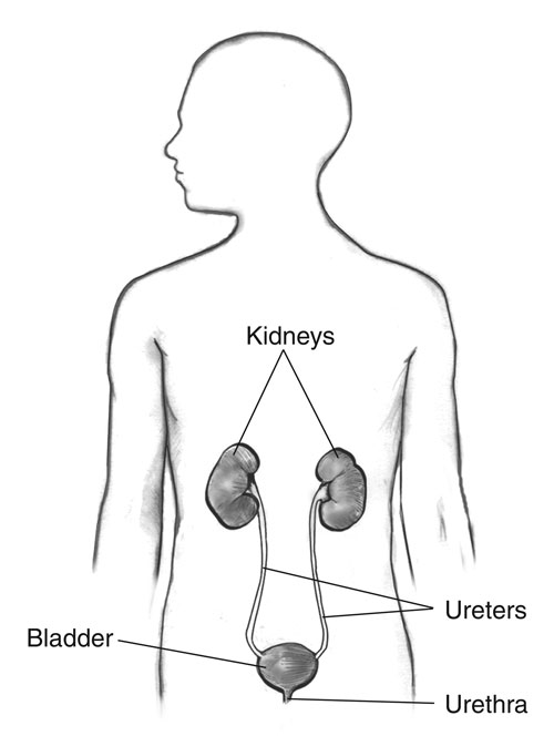 bladder location in the body img